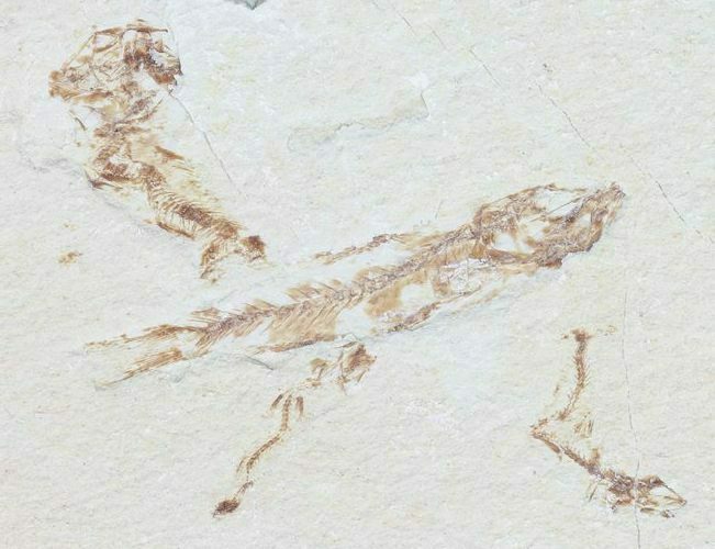 Bargain, Cretaceous Fossil Fish - Lebanon #53940